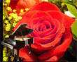 794-musica y flores
