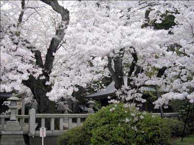 cerezos-en-flor
