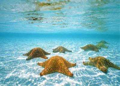 estrellas-de-mar