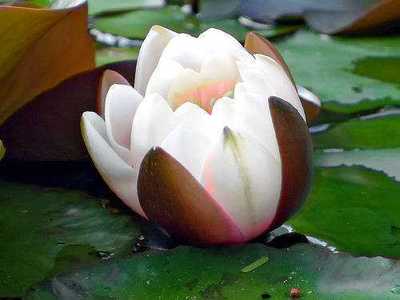 flor irupe
