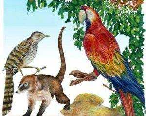 mexico-especies-pelugro-extincion