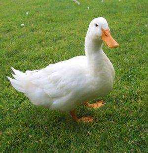 patito divertido holandesa