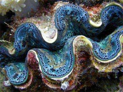 La gran barrera de coral