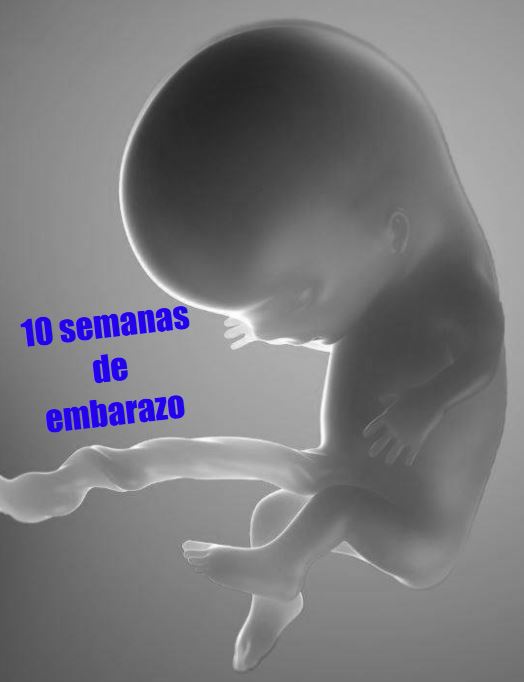 10 semanas gestacion