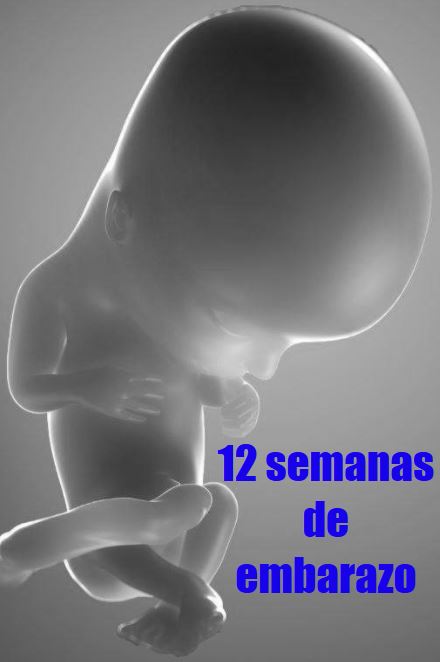 12 semanas gestacion