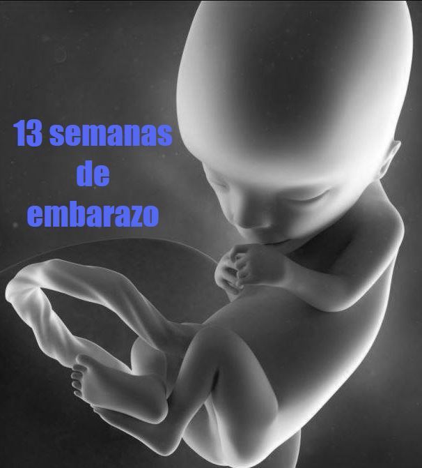 13 semanas gestacion