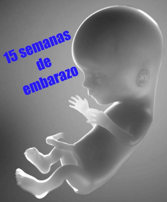 15 semanas gestacion