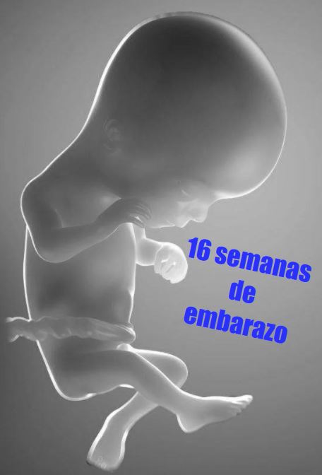 16 semanas gestacion