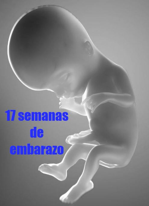 17 semanas gestacion