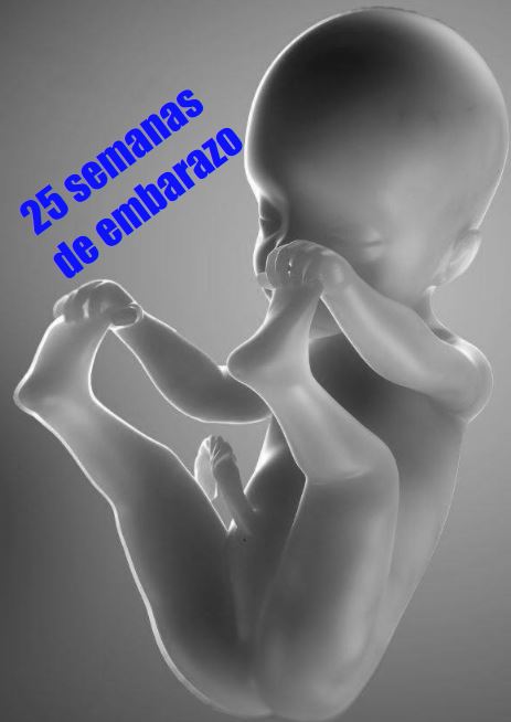 25 semanas gestación, ¿Qué hace mi bebé a las 25 semanas? ¿Cómo es un feto de 25 semanas?
