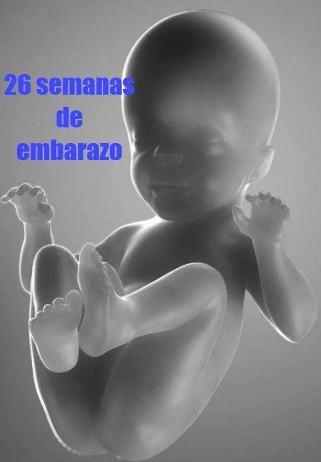 26 semanas gestacion