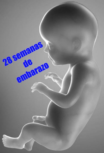 28 semanas gestacion