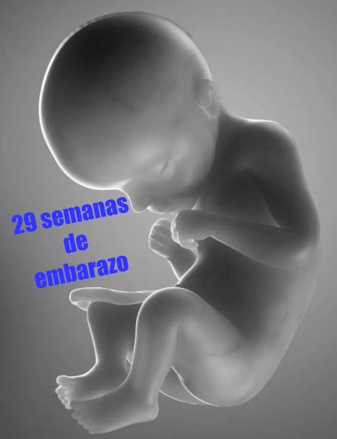 29 semanas gestacion