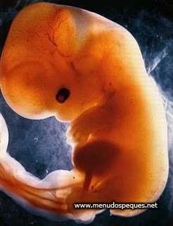 feto segundo mes de embarazo