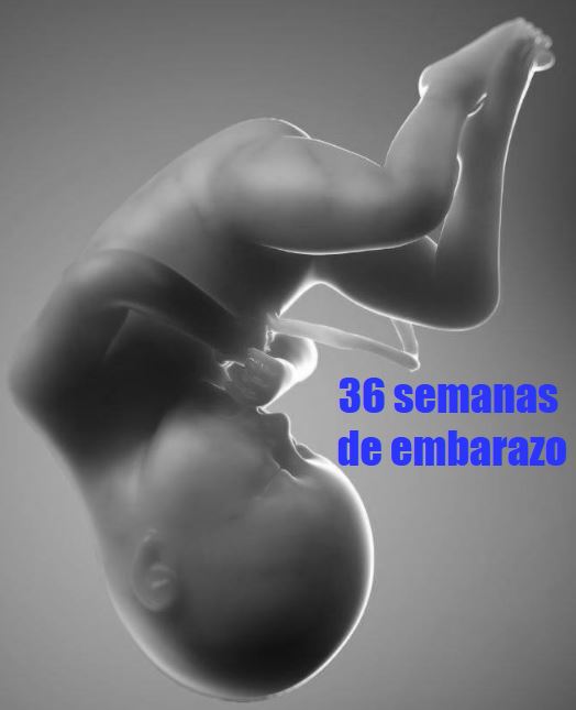 36 semanas gestacion