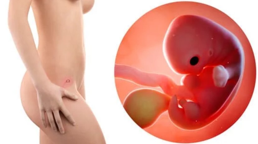  ¿Se nota la barriga o panza a las 7 semanas de embarazo? ¿El feto de 7 semanas tiene latidos?