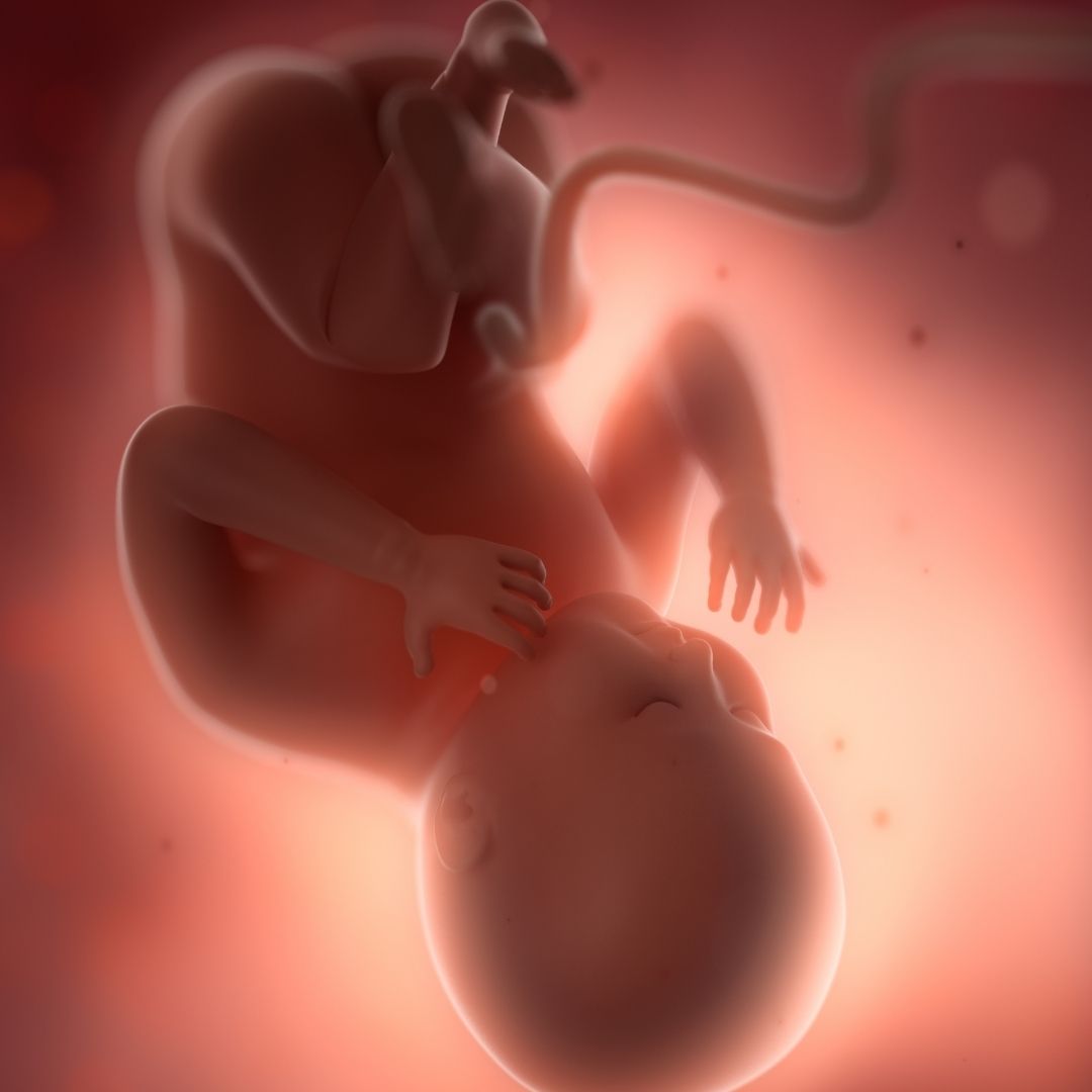 ¿Qué hacen los bebés en el útero?