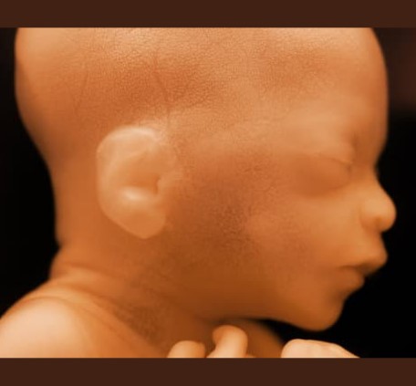 Cómo utilizan los bebés los 5 sentidos en el útero materno
