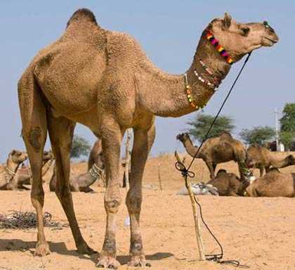 El camello sin cuerda