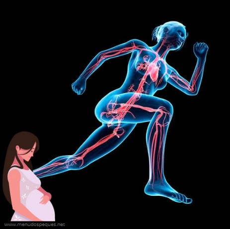 El sistema circulatorio durante el embarazo