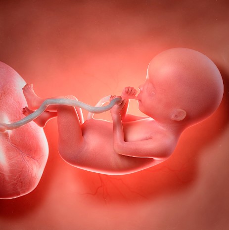 Cordocentesis ¿En qué consiste? Pruebas prenatales