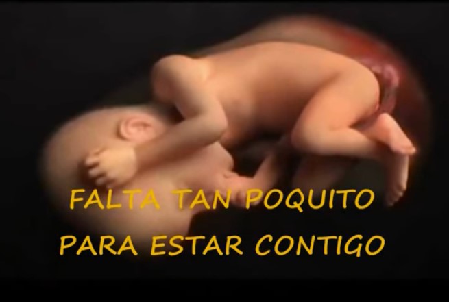 desarrollo crecimiento fetal hasta el parto en video