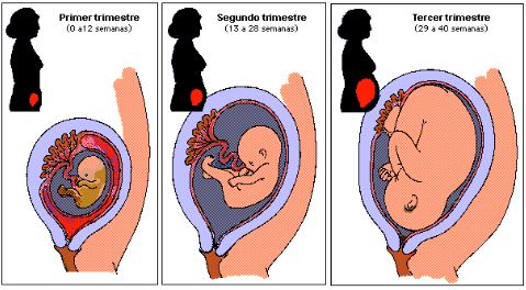 desarrollo trimestres embarazo