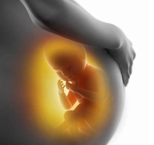 duración embarazo y desarrollo fetal