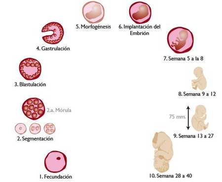 duracion embarazo