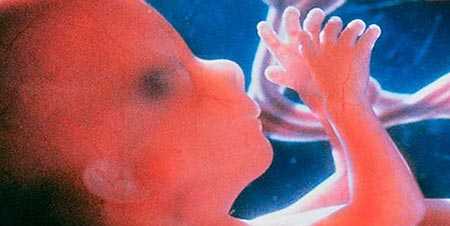 embrion feto placenta