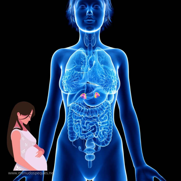 El sistema endocrino durante el embarazo