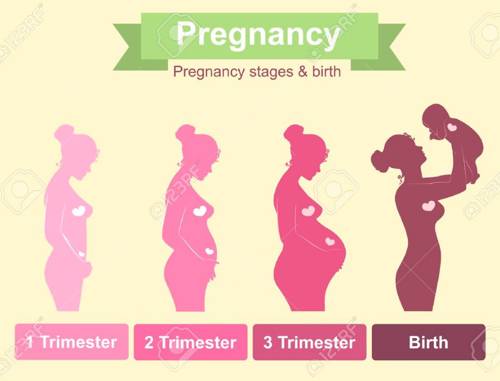 Que sucede en cada trimestre del embarazo