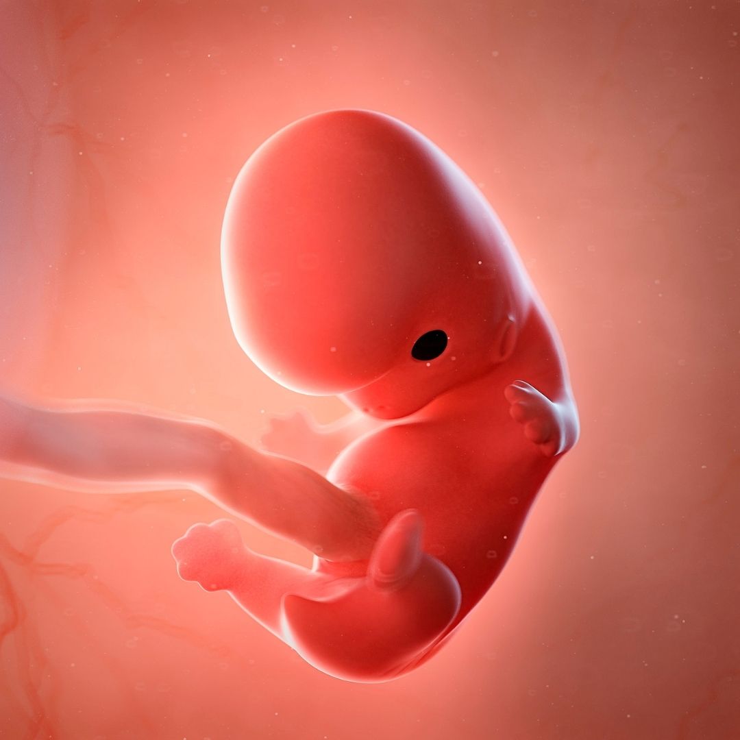 feto segundo mes de embarazo, feto 2 meses, feto 8 semanas