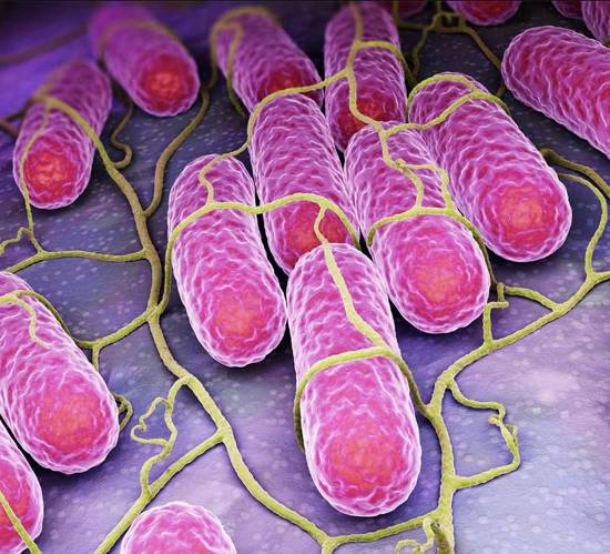 Gastroenteritis, salmonelosis