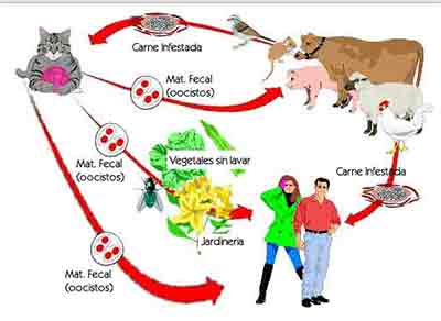 la toxoplasmosis