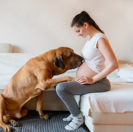 anunciar embarazo con mascotas en redes sociales