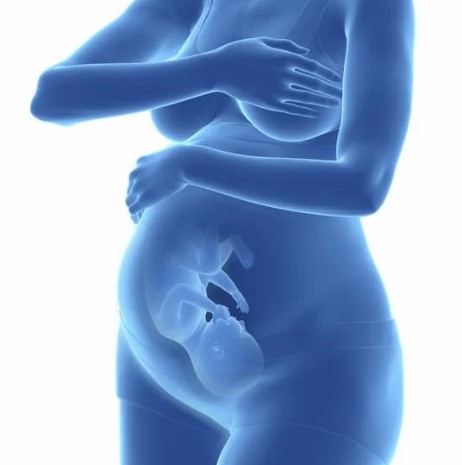 El sistema musculoesquelético durante el embarazo