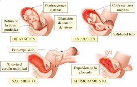 Las diferentes fases de un parto vaginal