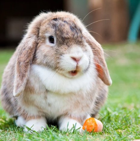 Cómo responder cuando tu hijo pregunta si el conejo de Pascua es real