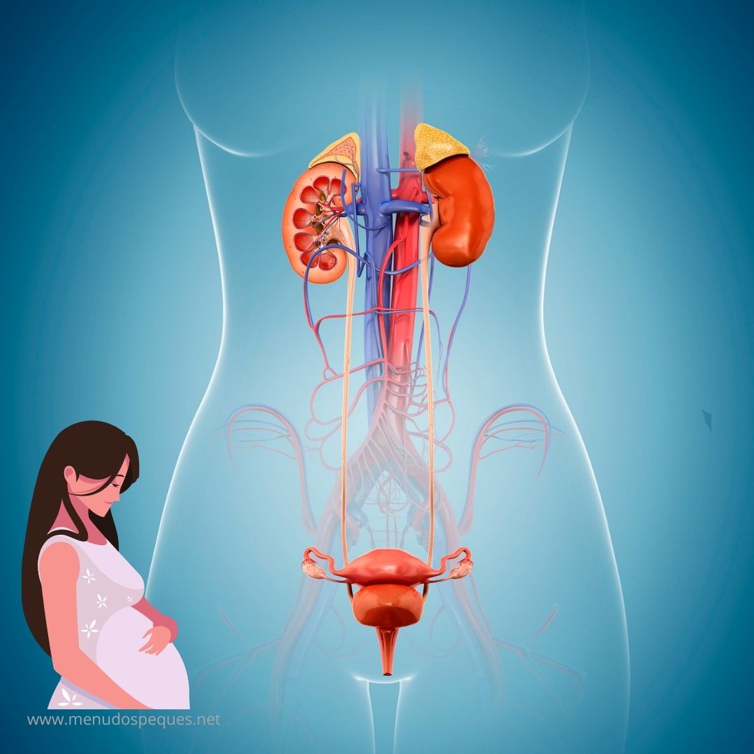 El sistema urinario durante el embarazo
