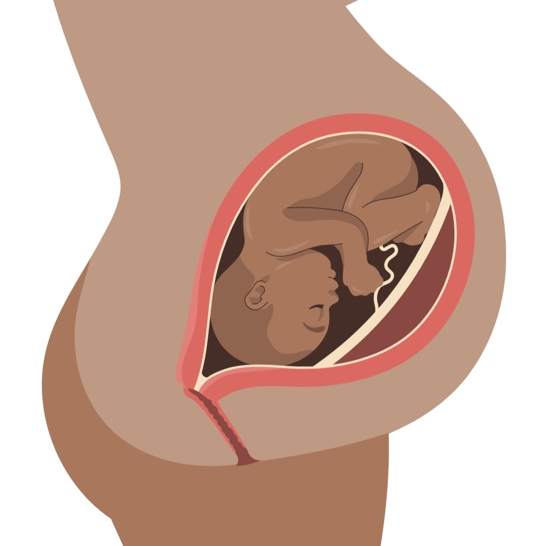 Desarrollo muscular del feto, musculatura fetal