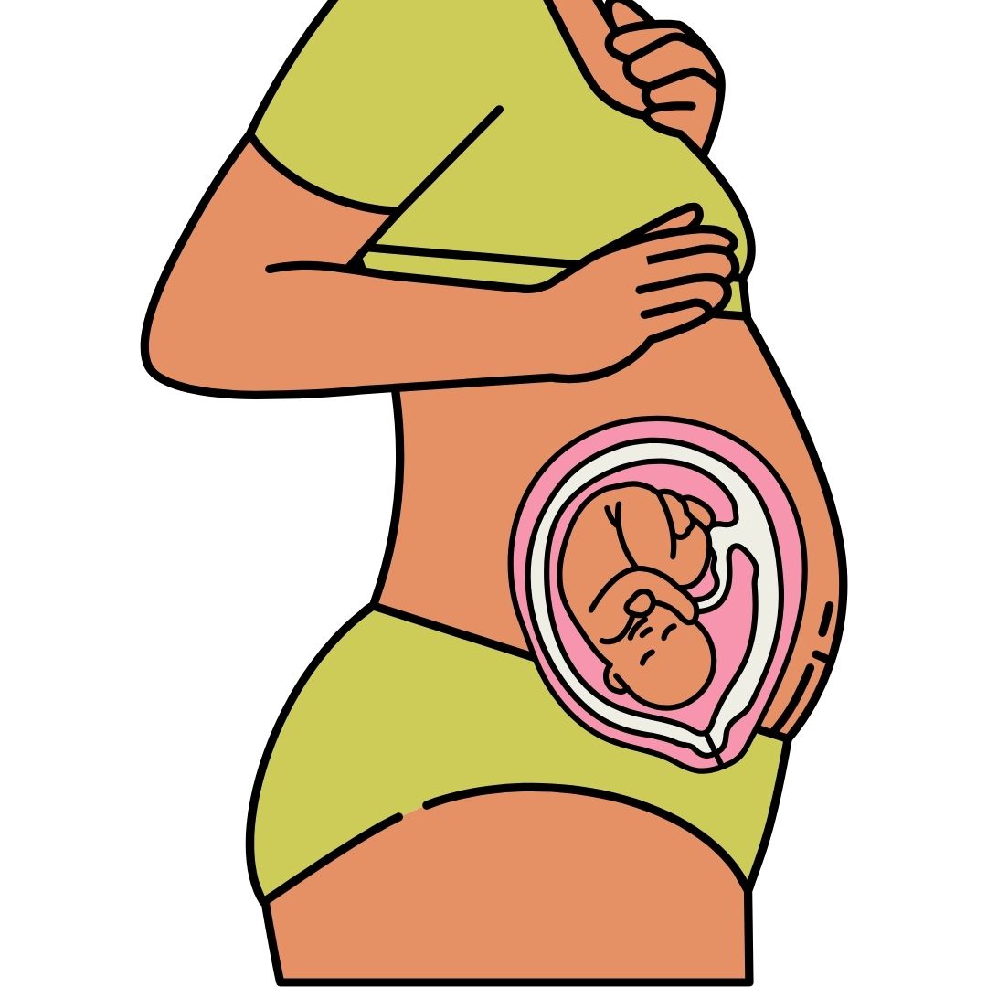 Sistema digestivo fetal, Desarrollo fetal, Sistema digestivo, Desarrollo del intestino,