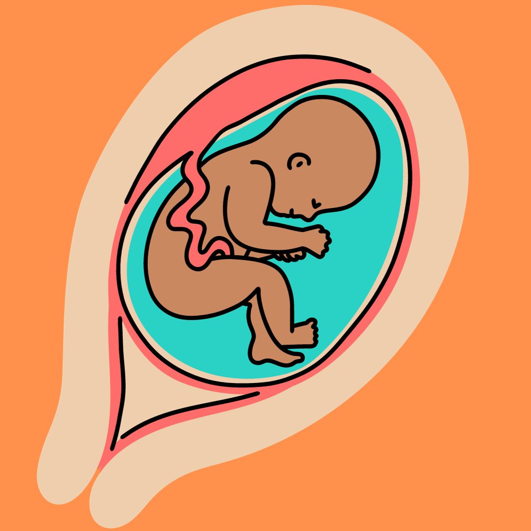 Sistema inmunológico fetal, desarrollo, inmunidad innata, inmunidad adaptativa, timo