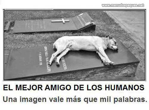 El mejor amigo de los humanos