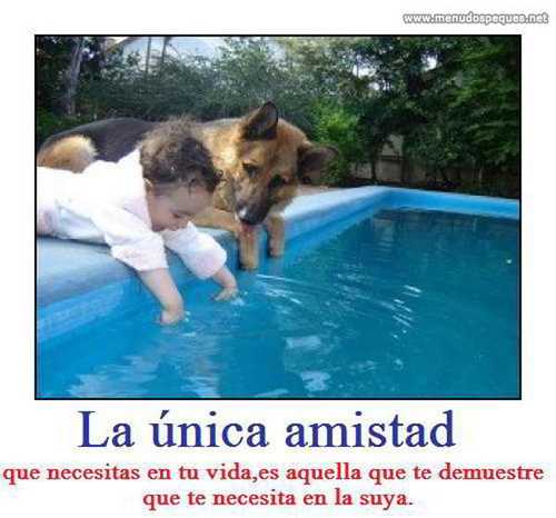 La amistad de un perro