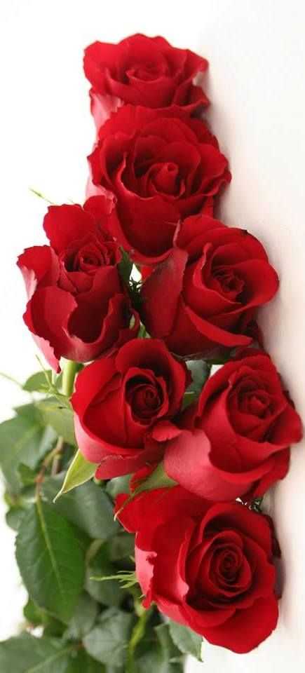 rosas amor