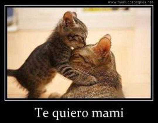 Te quiero mami