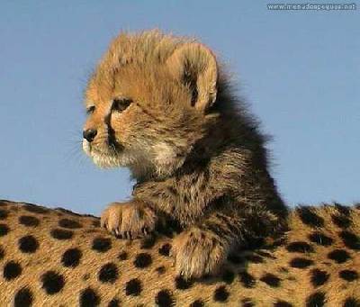 galería de imágenes de animales