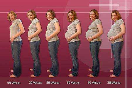 evolucion embarazo