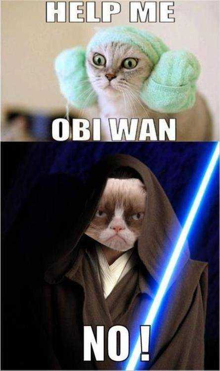 gato obi wan